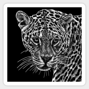 Jaguar cat ink illustration Sticker